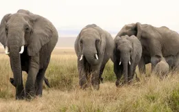 Phát hiện số lượng voi bị giết lớn nhất trong lịch sử tại Botswana