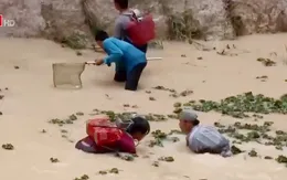 Bà Rịa - Vũng Tàu: Vỡ đập do mưa lớn, người dân mất trắng 300 tấn cá