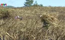 Gia tăng thiệt hại ở vùng trồng mía do nắng hạn kéo dài