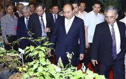 Cần đưa Quốc bảo sâm Ngọc Linh thành quốc kế dân sinh