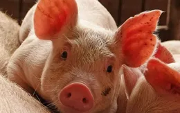 Bùng phát dịch tả lợn đầu tiên tại Nhật Bản trong 26 năm qua