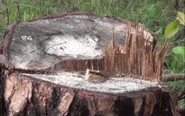 Cận cảnh những cánh rừng bị tàn phá tại Lâm Đồng