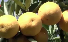 Nghệ An: Độc đáo cây cam hơn 1.000 trái