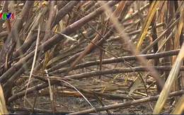 Kẻ gian đốt mía, nông dân thiệt hại nặng