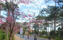 Lâm Đồng khai hội mai anh đào từ ngày 20/1