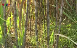 Giải pháp tháo gỡ khó khăn cho ngành mía đường trong nước