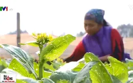 Bắc Giang phát triển mô hình HTX rau an toàn tiêu chuẩn VietGap