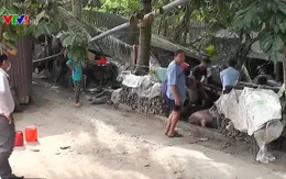 Tiền Giang tiêu hủy hơn 1.200 con lợn nhiễm bệnh lở mồm long móng