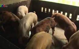 Xuất hiện dịch lở mồm long móng tại Tiền Giang