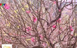 Người dân trồng hoa đào phấn khởi vì được mùa, được giá