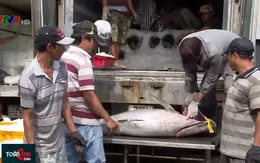 Ngư dân Nam Trung Bộ với niềm vui trúng mùa, được giá cá ngừ