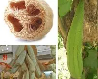 Công dụng chữa bệnh của quả mướp