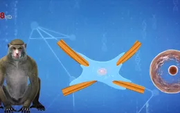 Trung Quốc nhân bản khỉ chỉnh sửa gen phục vụ nghiên cứu y học
