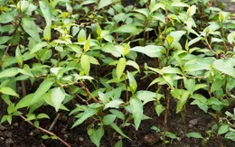 Hiểu thêm về công dụng chữa bệnh của rau răm