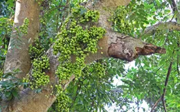 Những công dụng chữa bệnh tuyệt vời của cây sung