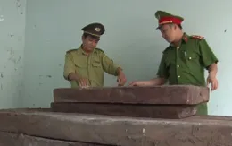 Liên tiếp phát hiện các vụ vận chuyển lâm sản trái phép tại Bình Định