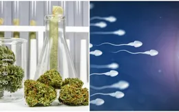 Đàn ông hút cần sa nhiều sẽ giảm số lượng và chất lượng tinh trùng
