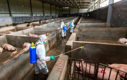 Hà Nội phát sinh dịch tả lợn châu Phi ở huyện Ba Vì