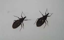 Cứu sống nam bệnh nhân sốc phản vệ do côn trùng cắn