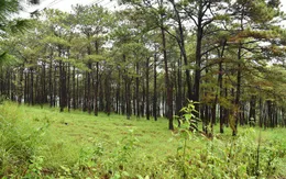 Thủ tướng yêu cầu báo cáo về rừng thông phòng hộ ở Đắk Nông bị đầu độc