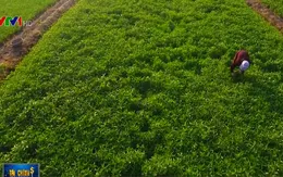 Tháo gỡ vướng mắc để hợp tác xã phát triển tương xứng tiềm năng