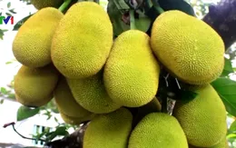 Giá mít tăng cao, nông dân Tiền Giang ồ ạt mở rộng diện tích