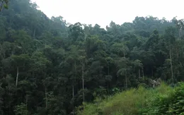 Phát hiện loại kháng sinh mới trong rừng nhiệt đới