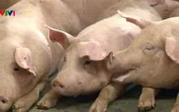 Thành công bước đầu nghiên cứu vaccine phòng dịch tả lợn châu Phi