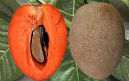 Hồng xiêm “siêu to” hút khách