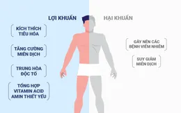 Tỷ lệ vàng của lợi khuẩn và hại khuẩn trong đường ruột con người