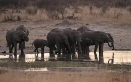 55 con voi chết đói ở Zimbabwe do hạn hán kỷ lục