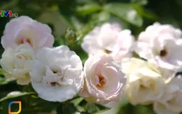 Đánh thức tiềm năng du lịch làng hoa Mê Linh