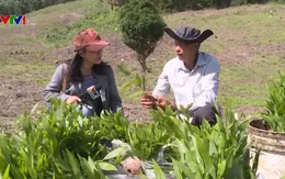 Sau nắng hạn, người dân thiếu vốn trồng lại rừng