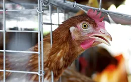 Hàn Quốc: Xuất hiện ca nghi nhiễm virus cúm gia cầm có thể gây tử vong ở người