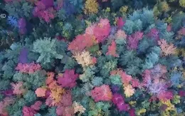 Trải nghiệm cung đường du lịch mùa thu bờ Đông nước Mỹ