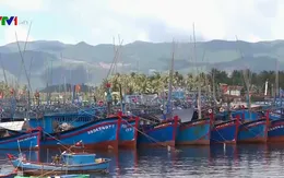 Bình Định chống khai thác thủy sản bất hợp pháp