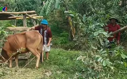 Quảng Trị: Nguy cơ lây lan bệnh lở mồm long móng tại xã Vĩnh Ô