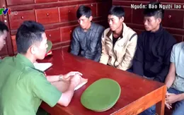 Tạm giữ 5 đối tượng đầu độc rừng thông ở Đắk Nông