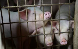 Nguy cơ tiêu hủy 1/4 số lợn trên thế giới do dịch tả lợn châu Phi