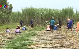 Giá đường tiếp tục đà tăng do lo ngại về nguồn cung