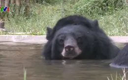 Ngôi sao Hollywood gốc Việt Maggie Q lên ý tưởng bảo vệ gấu ở Việt Nam