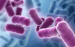 Sử dụng lợi khuẩn Bacillus - Hướng đi mới trong việc bảo vệ sức khỏe đường tiêu hóa