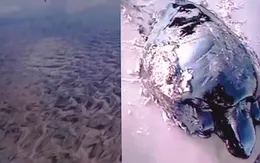 Các bãi biển Brazil ô nhiễm nặng vì sự cố tràn dầu