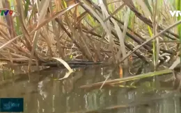Hậu Giang: Hàng nghìn ha mía ngập sâu trong nước