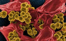 Đã tạo ra “siêu virus” tiêu diệt được siêu vi khuẩn kháng thuốc?