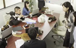 Các công ty Nhật Bản cho phép mang thú cưng đi làm