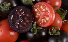 Phát triển giống cà chua tím giàu anthocyanin