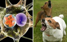 Triển vọng phát triển loại vaccine ngừa bệnh dại mới