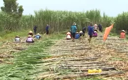 Diện tích mía đường Việt Nam tiếp tục sụt giảm mạnh