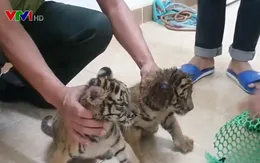 Hà Tĩnh phát hiện vụ vận chuyển 2 cá thể hổ quý hiếm